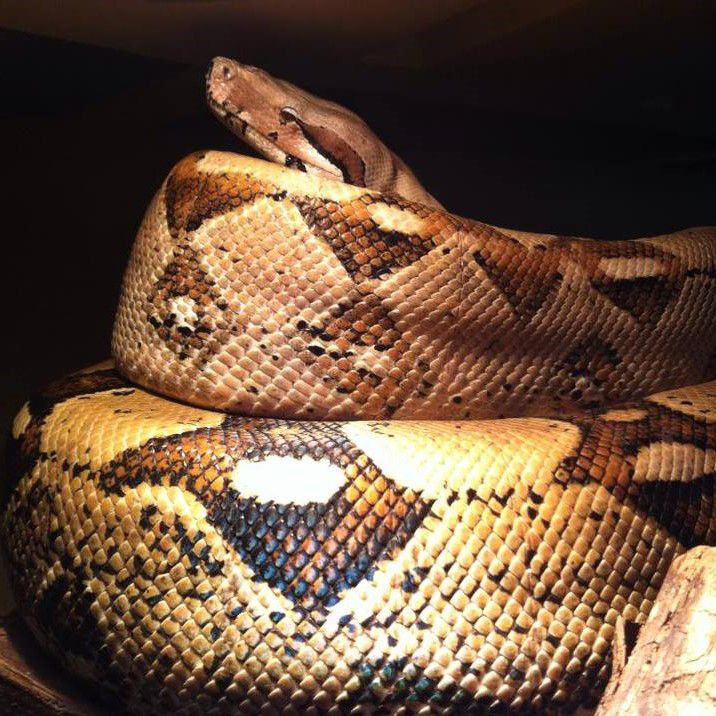 boa constrictor coiled up against black background