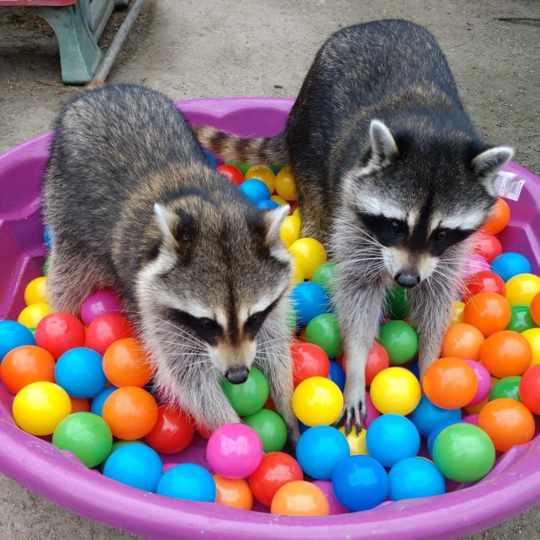 Two raccoons playing in a purple tub filled with colorful plastic balls