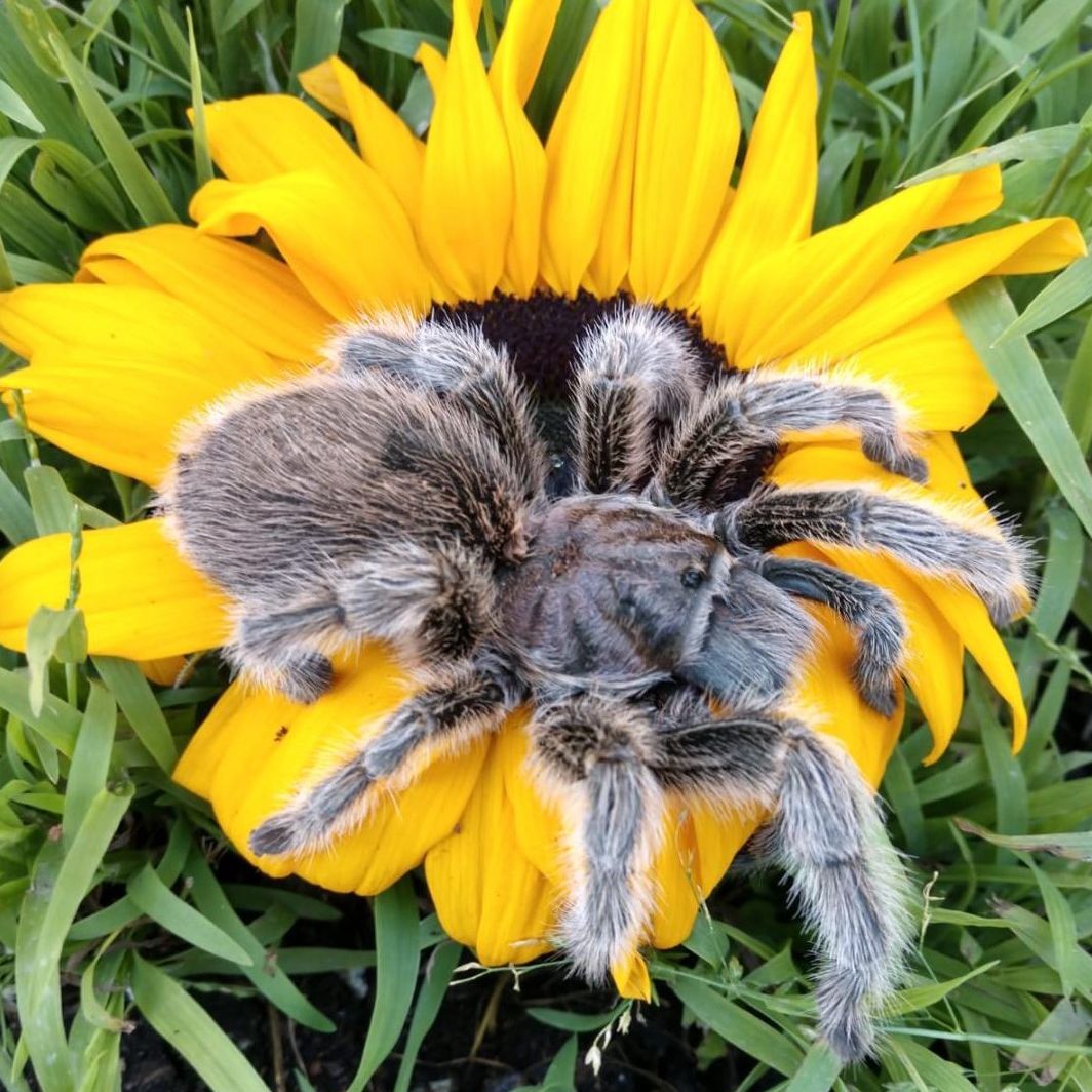 Large gray-brown tarantula sitting on a sunflower
