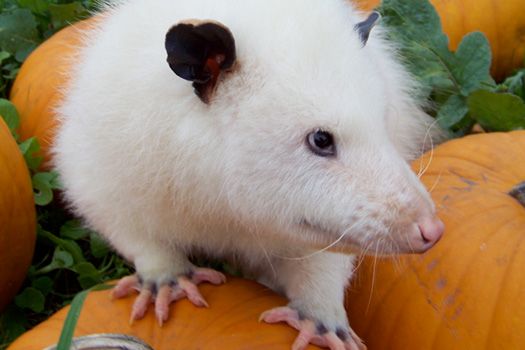 white possum on orange pumpkins