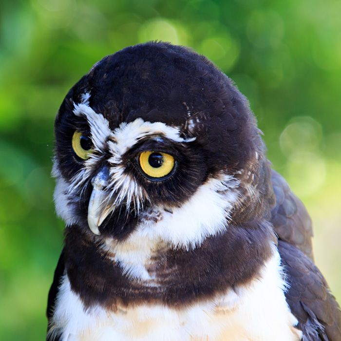 Spectacled Owl