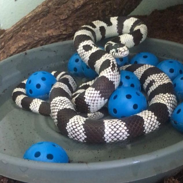 Black-and-white-striped snake curled around several blue whiffle balls while laying in a gray dish