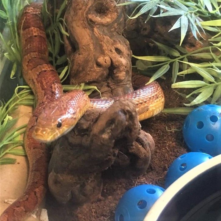 Orangish-brown snake in a terrarium setting with a bit of burled wood, plants, and blue whiffle balls