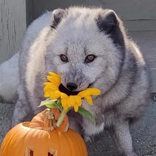 gray arctic fox munching on her fall treat of sunflowers and a pumpkin