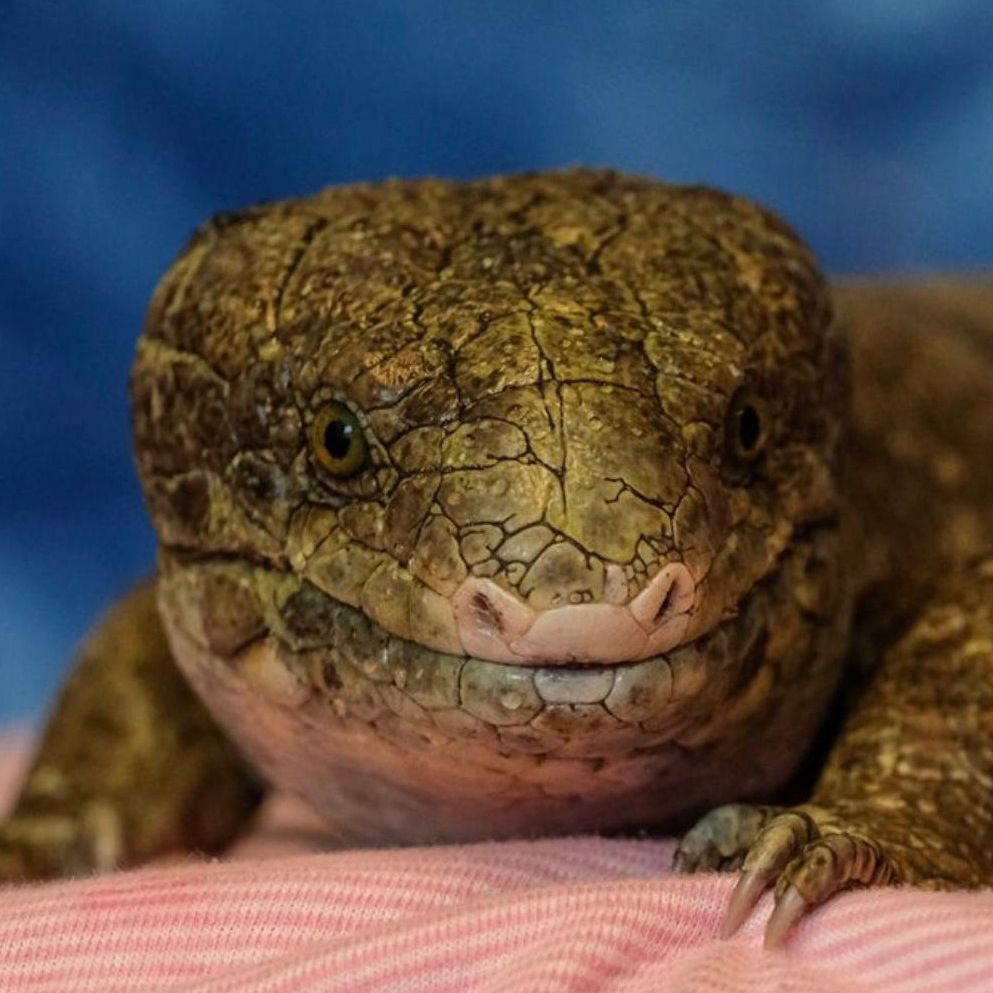 close of up greenish skink face