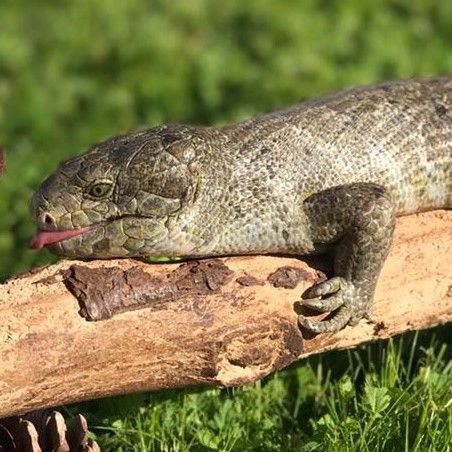 khaki-colored skink on branch