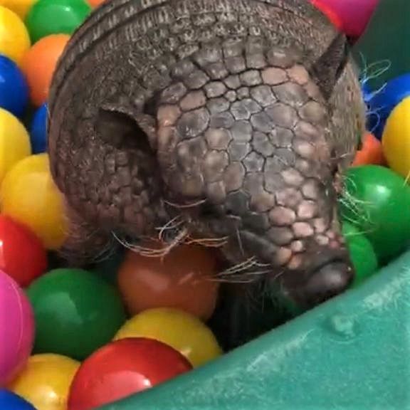 Close-up of armadillo playing in a ball pit
