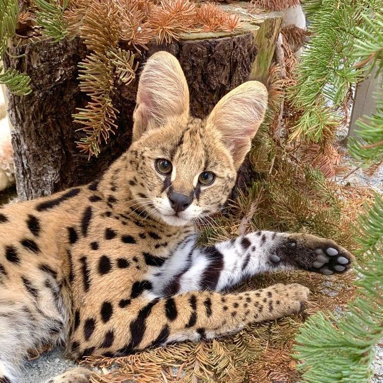 Serval cat laying in dried pine needles, looking up at camera. you can see her toe beans on one foot!