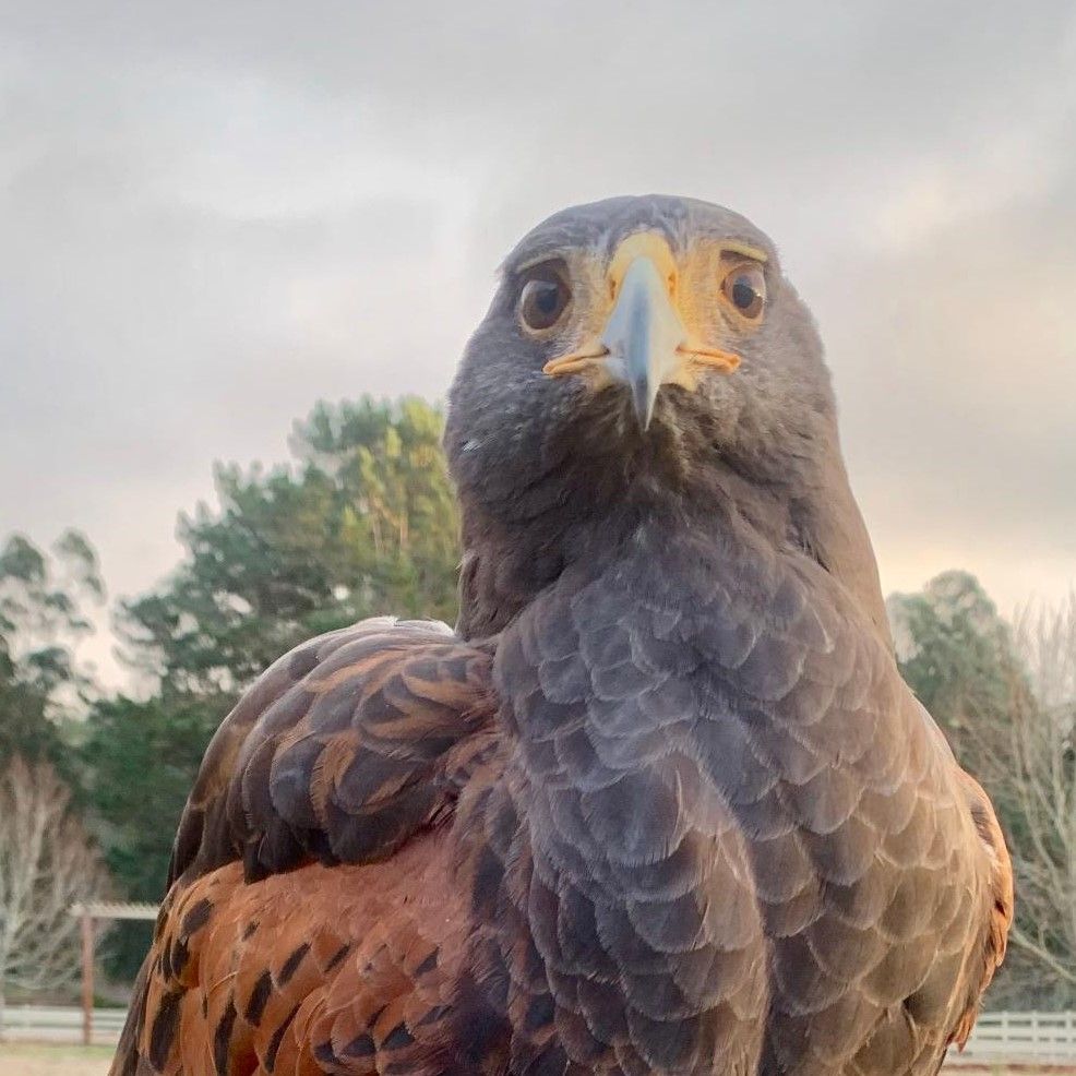 photo of upper half of dark reddish-brown harris hawk against a stormy sky