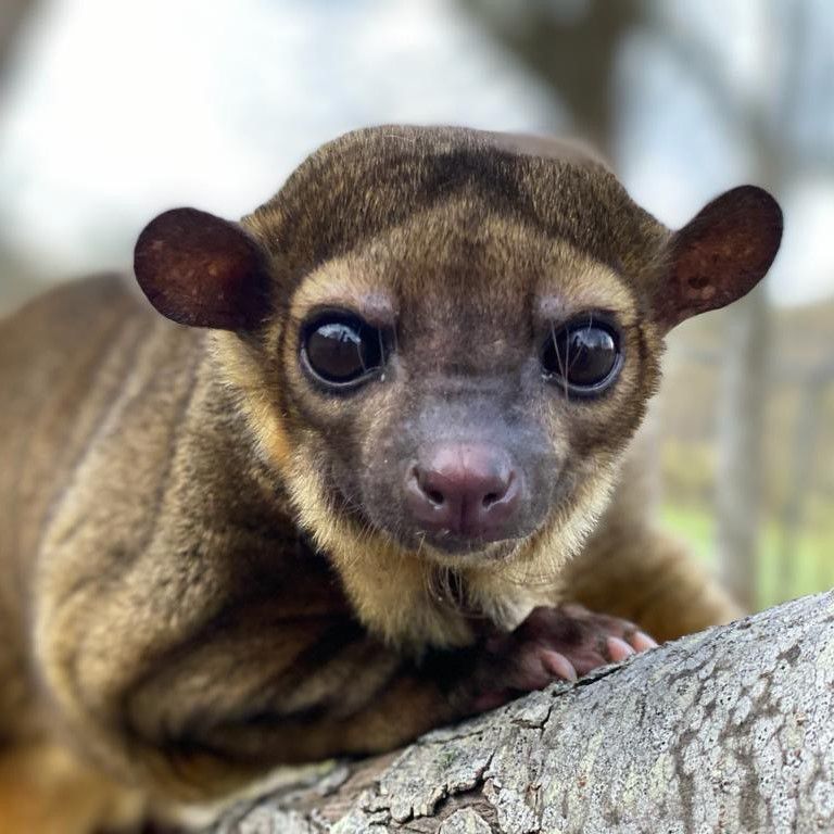 close up of kinkajou monkey-like face, very thick goldish-brown fur