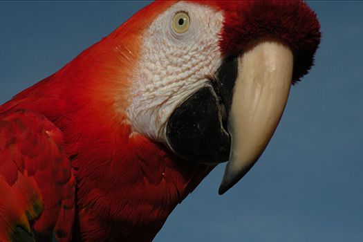 scarlet macaw