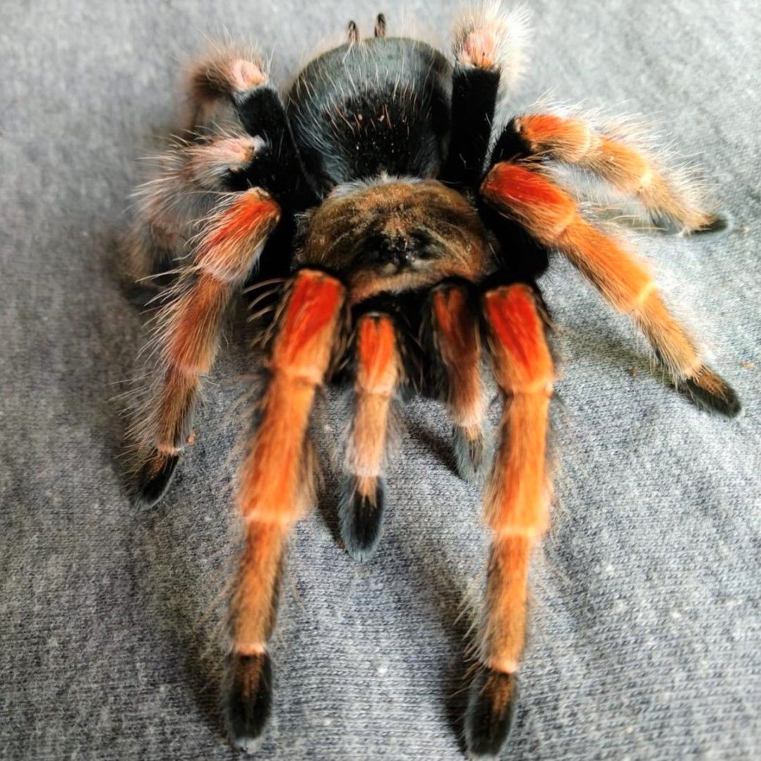 black tarantula with orange fuzzy legs on gray fabric