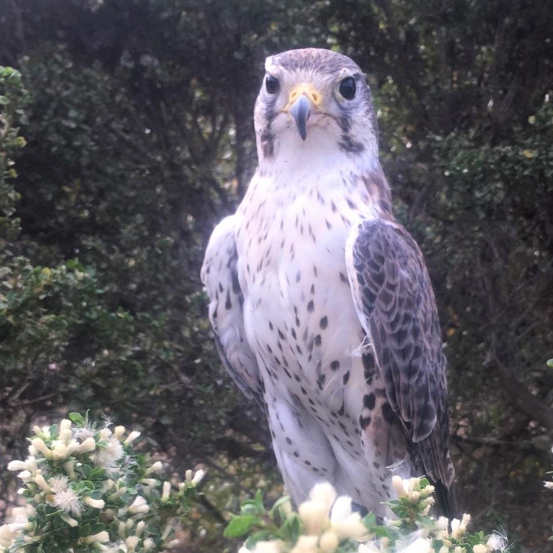 prairie falcon perched on branch