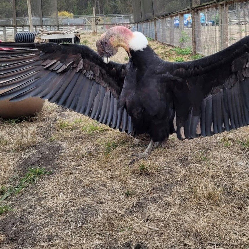 Andean condor with wings outstretched. his wing span is about 8 feet. he has a bald head with a white "collar" and black feathers