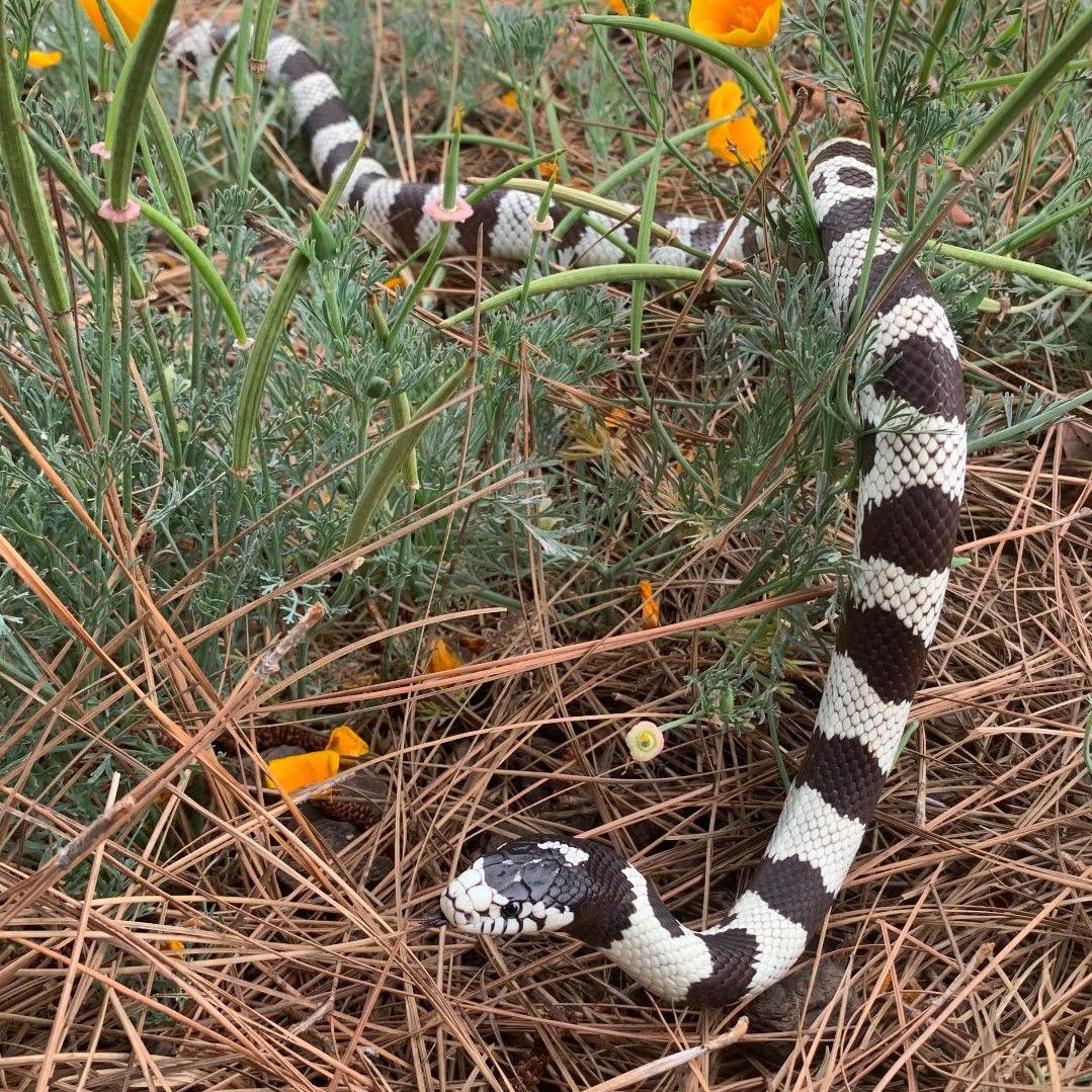 Black and white-striped snake in grass and pine needles