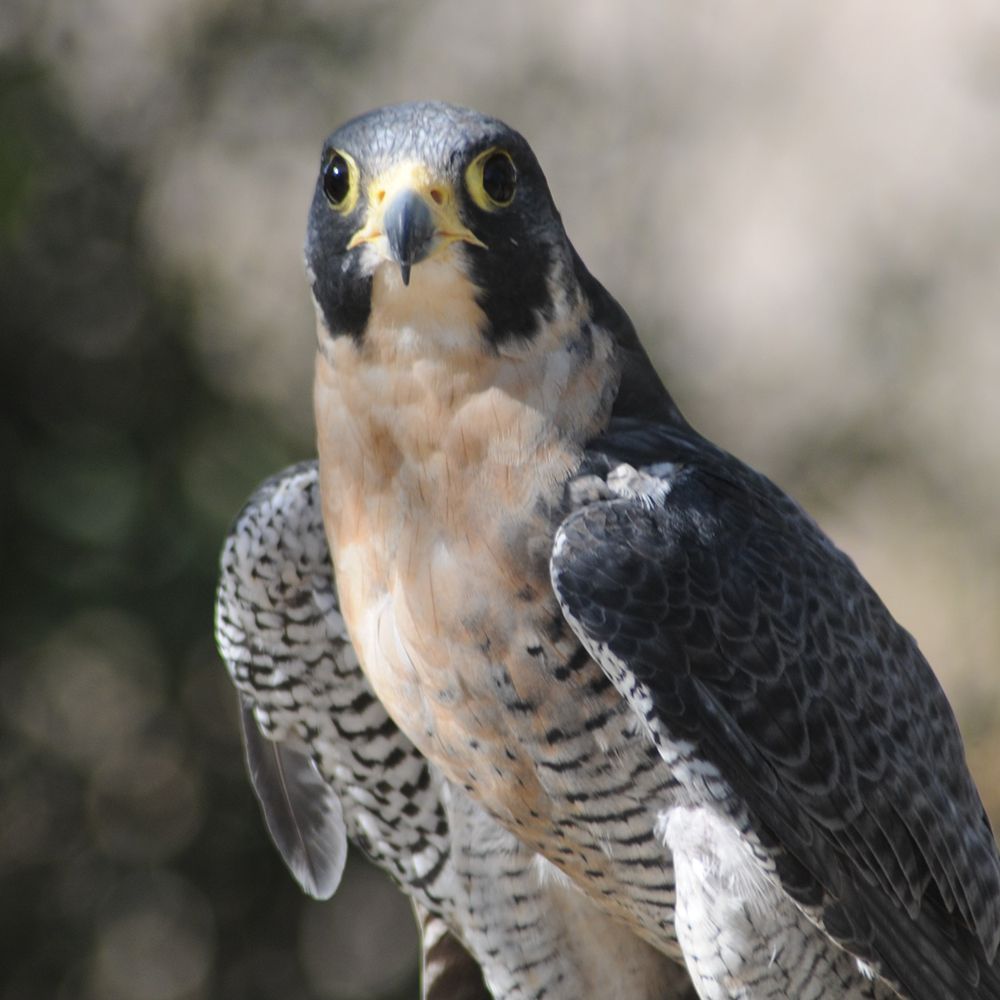 peregrine falcon