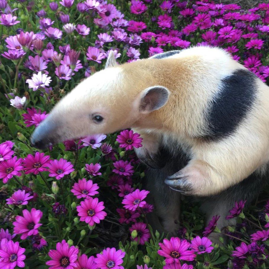 Tan anteater with a dark nose and dark stripe at her shoulder sitting in a field of purple flowers