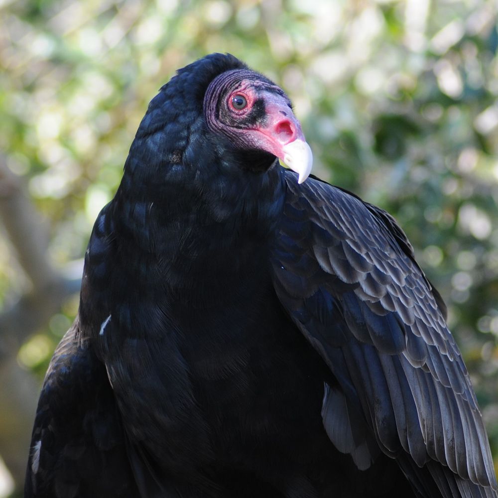 Why Do North American Vultures Have Either Red Or Black Heads?