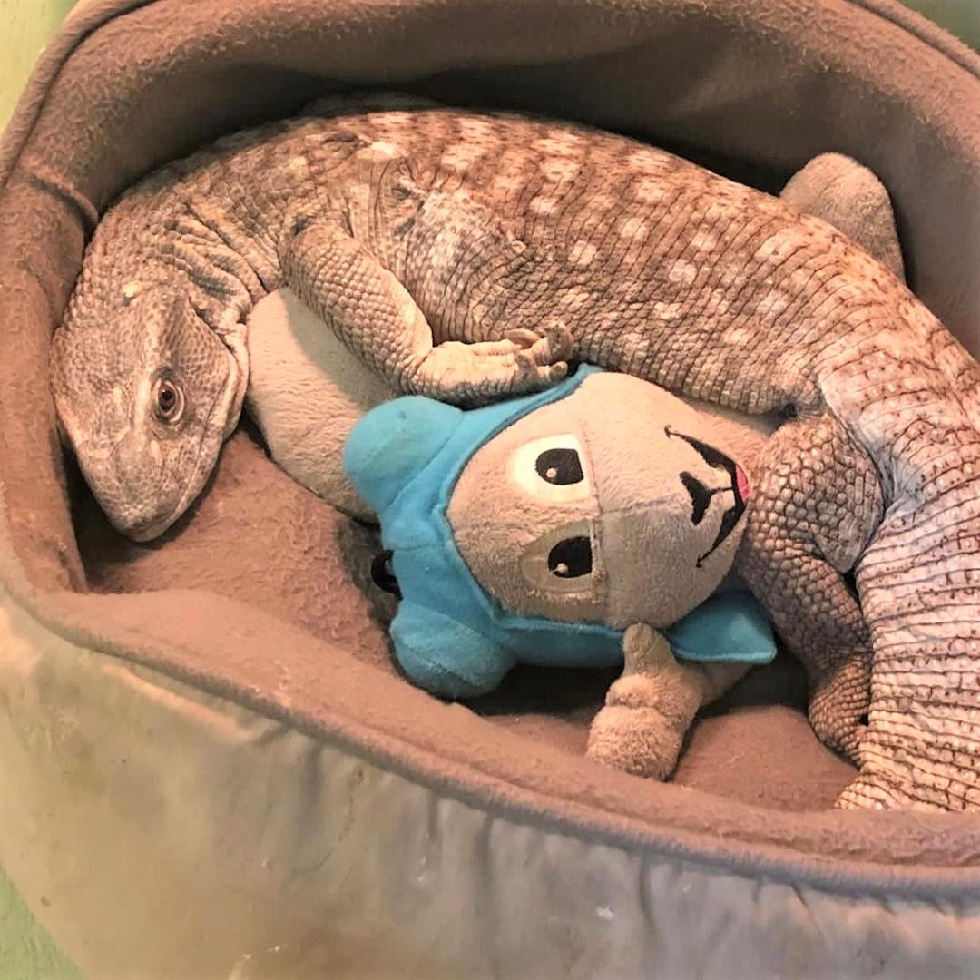 Monitor lizard lying in a dog bed snuggled with a stuffed rocky the squirrel