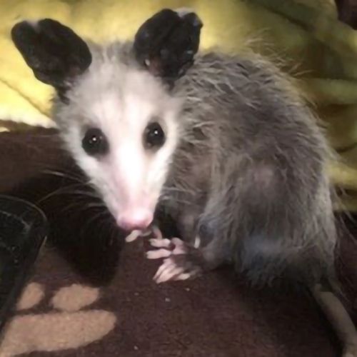 possum crouched on brown fleece fabric and looking at camera