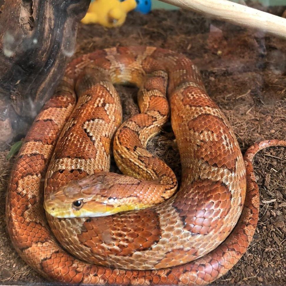 rust-colored snake with darker rust spots coiled up on dirt