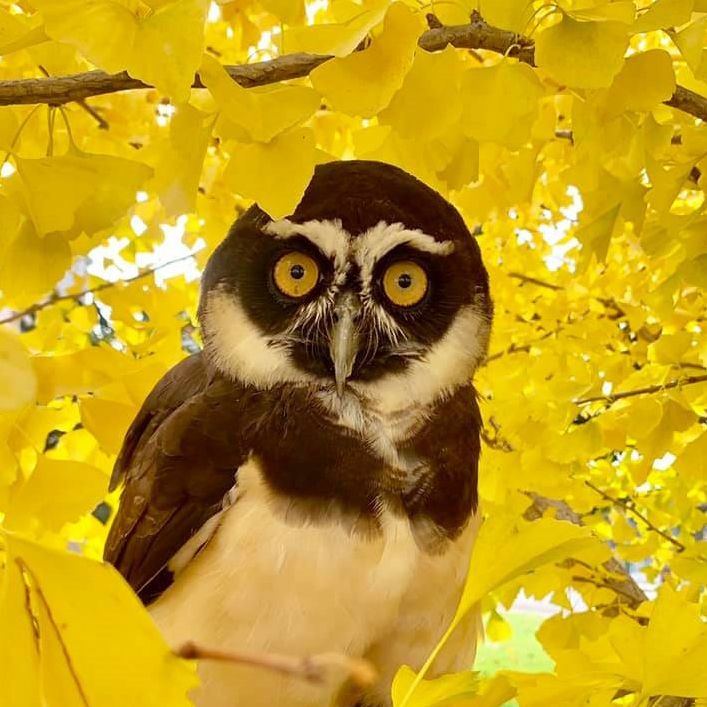 Spectacled owl sitting in a tree with yellow leaves. Arabella is dark brown with white markings on her face, neck, and chest.