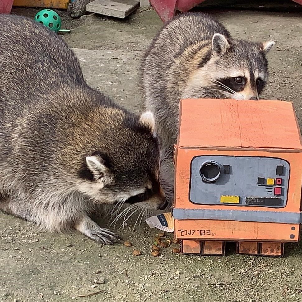 two raccoons playing with a cardboard box