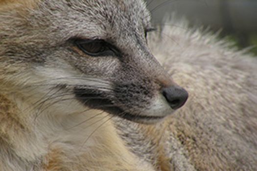 grey fox