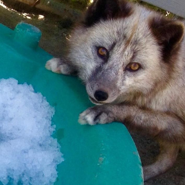 gray arctic fox playing on the edge of her green plastic pool filled with ice