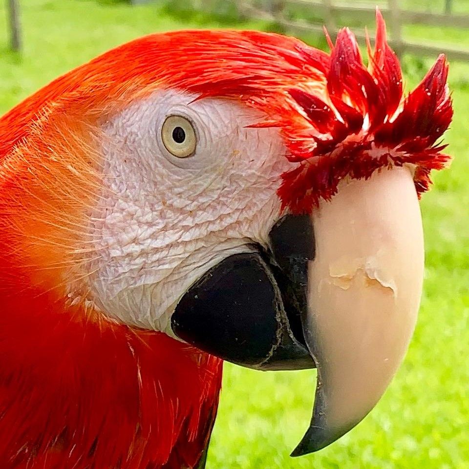 close up of parrot with red neck, white face, and black lower beak