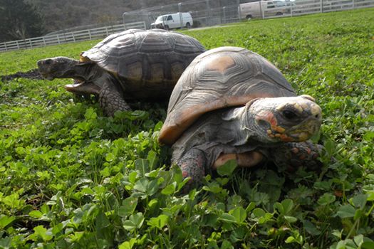 tortoises