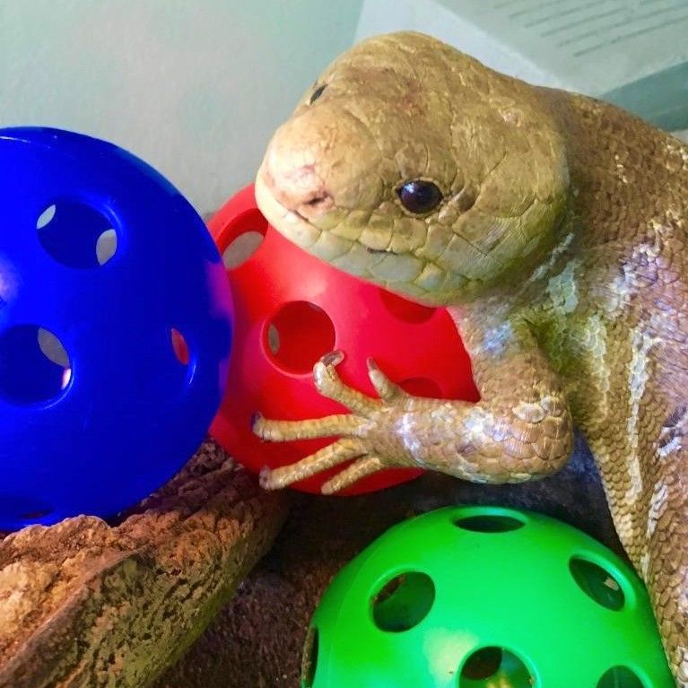 skink with three whiffle balls in blue, red, and green. he is clutching the red one