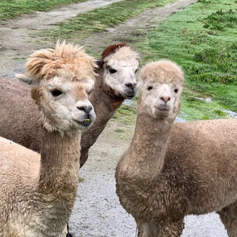 three rain-soaked alpacas standing together in rain