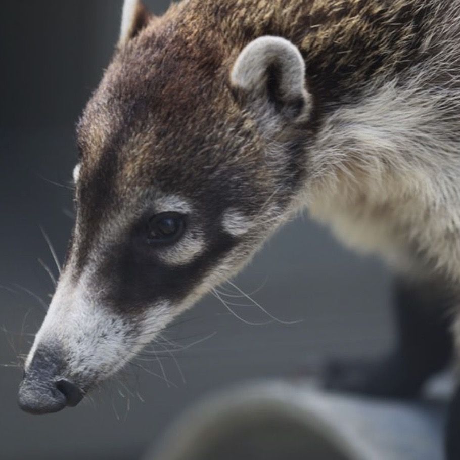 close up of coati face with ling nose and dark bandit mask