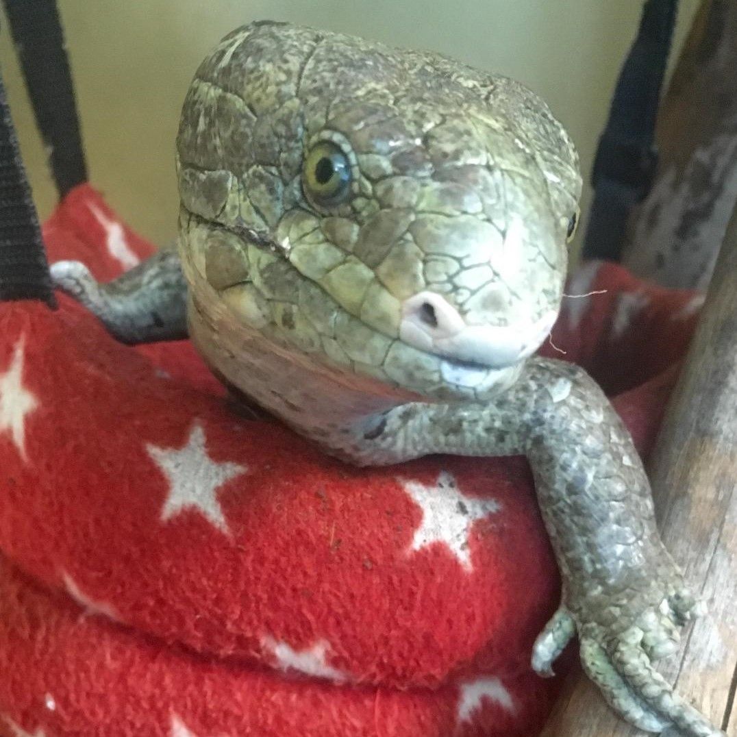 close-up of skink on red fleece with white stars