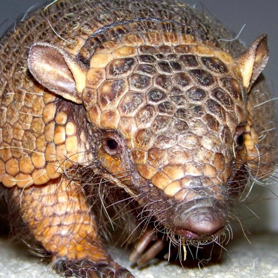 six-banded armadillo