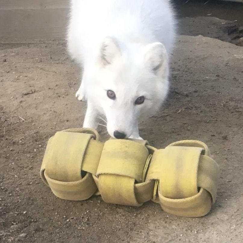 white arctic fox playing with a toy made of old firehose while looking up at camera