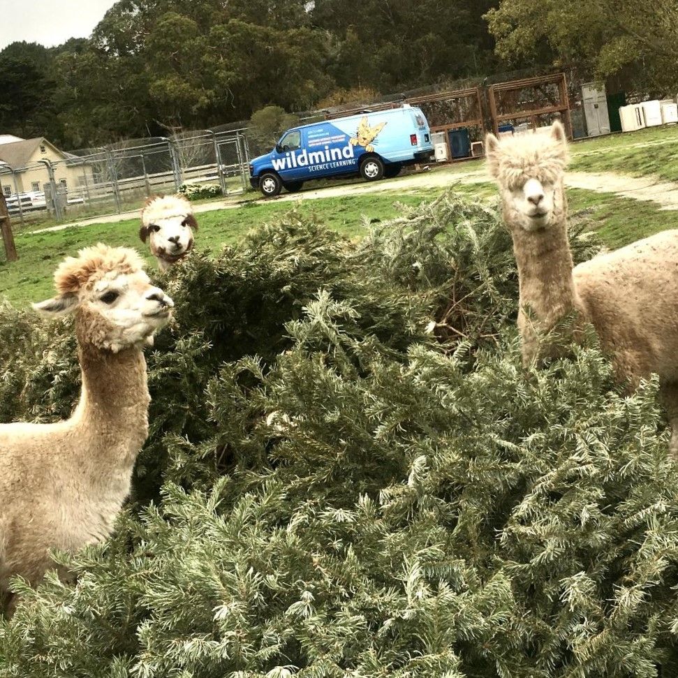 three dirty white alpacas in the midst of cut pine tree branches from discarded christmas trees