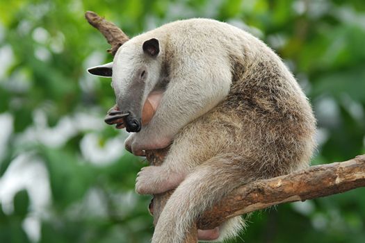 tamandua sleeping on tree branch