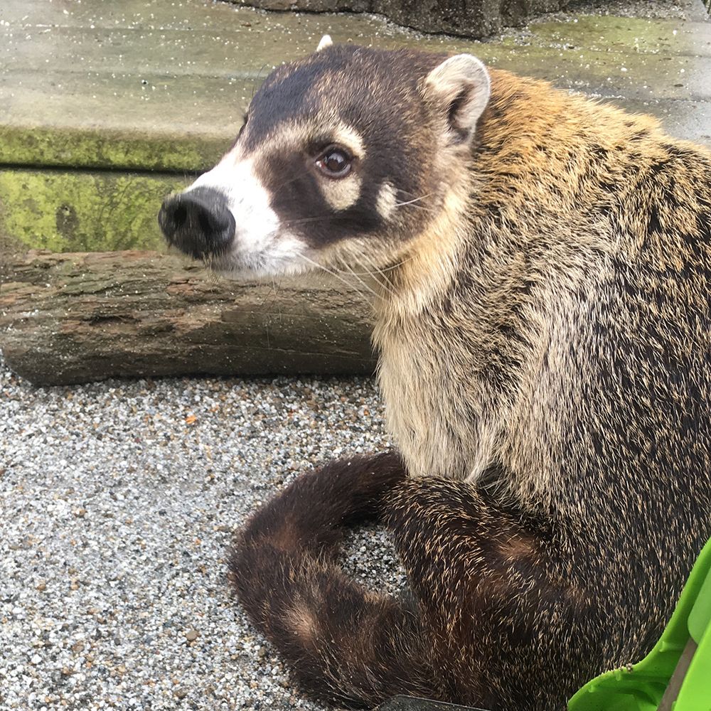 Coati sitting in gravel and looking back over his shoulder