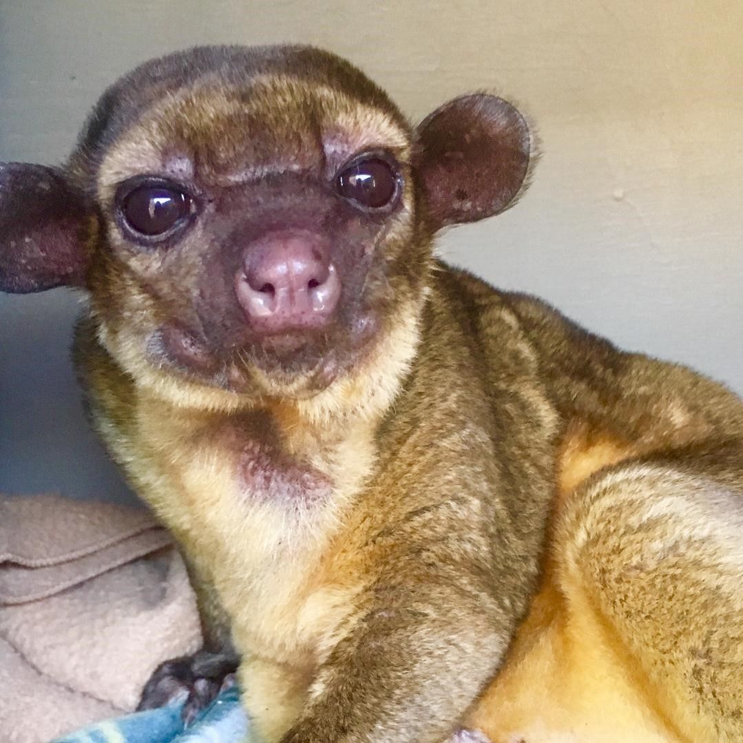 close up of kinkajou. he has a chihuahua face but a monkey body with thick tan and brown fur