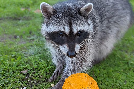 raccoon and pumpkin