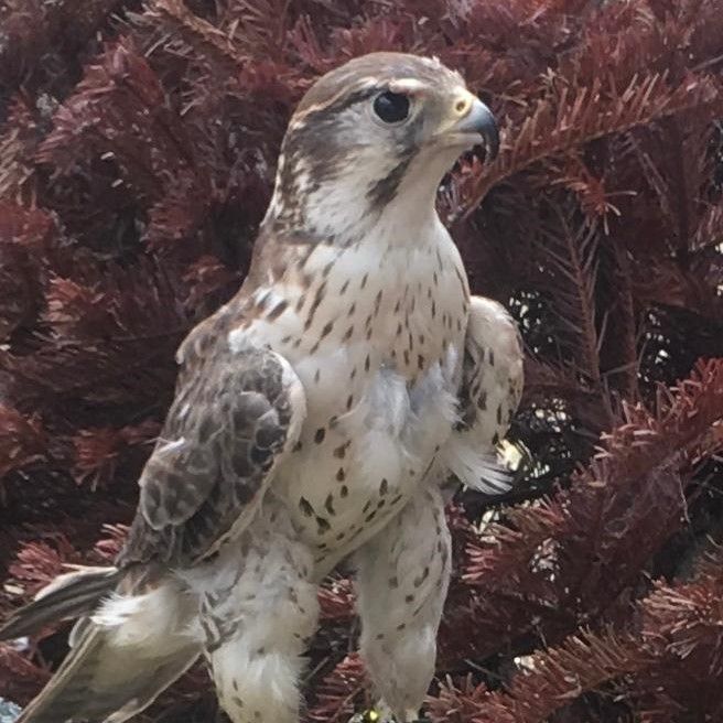 Tan-and-cream-colored falcon sitting in the branches of a dried Christmas tree