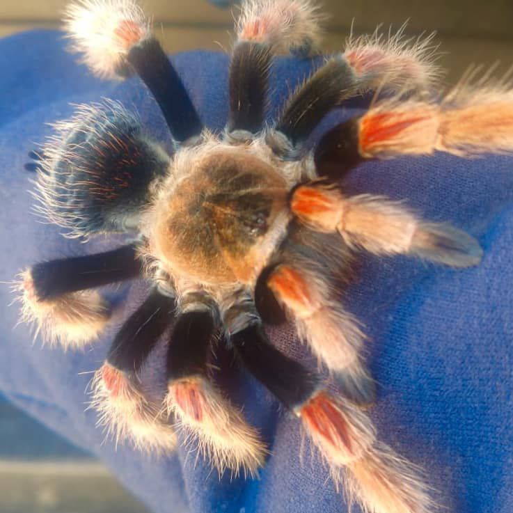 tawny tarantula with black, red, and tawny legs on blue fabric