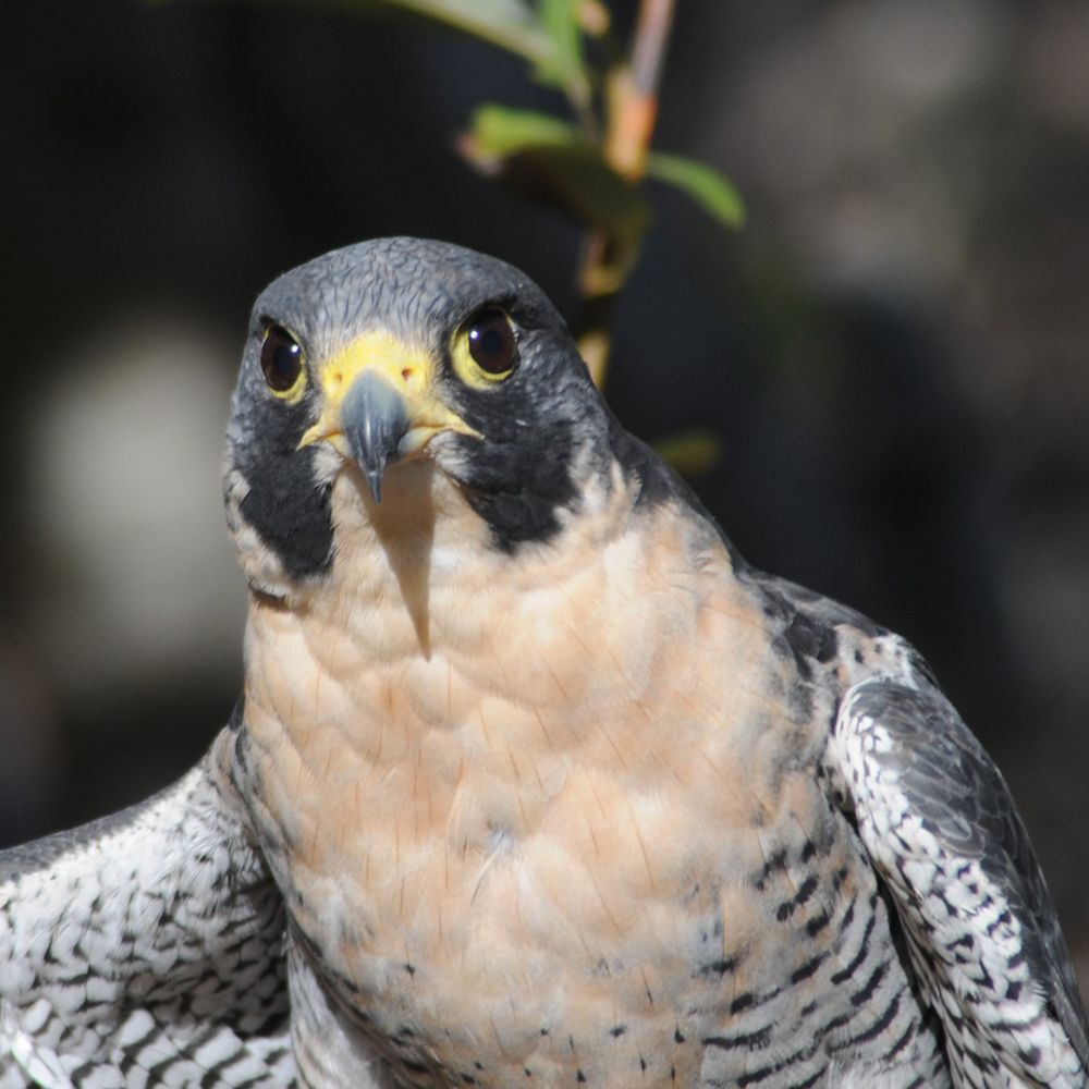 close-up of falcon with gray head and pale cream-colored face, wing outstretched