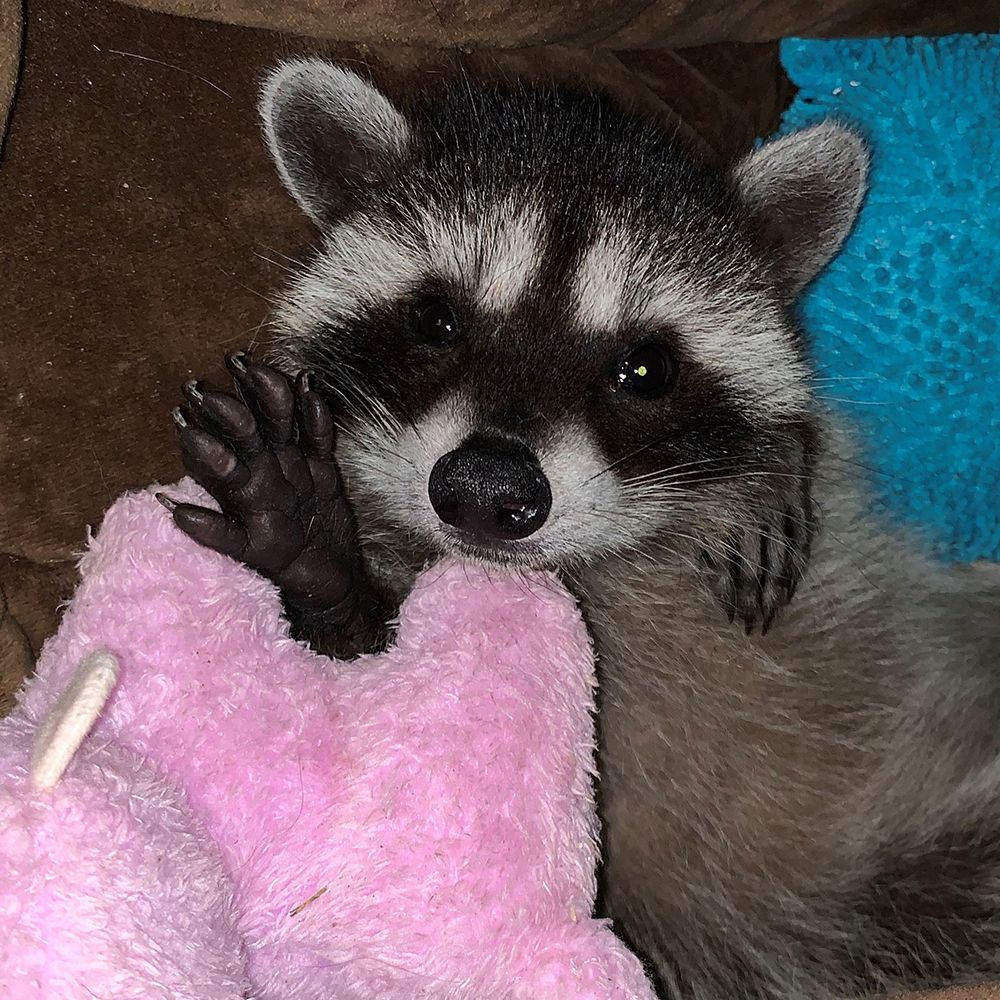 raccoon lying on back clutching pink fleece stuffed toy