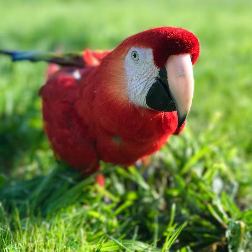 close up shot of scarlet red macaw walking in the grass