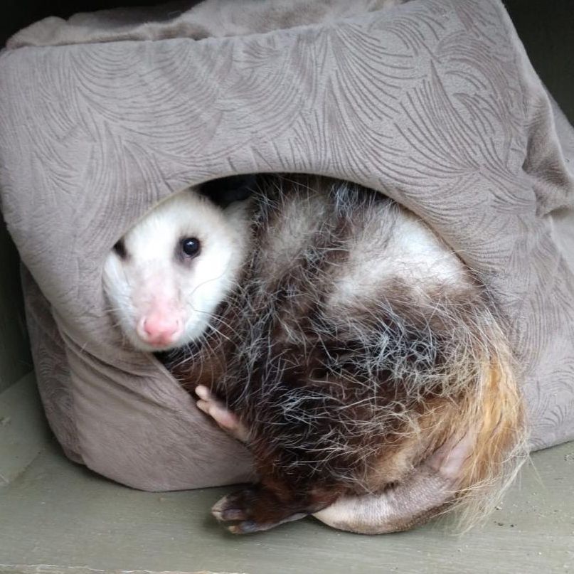 Possum peeking out from inside a soft, cube-shaped cat house.