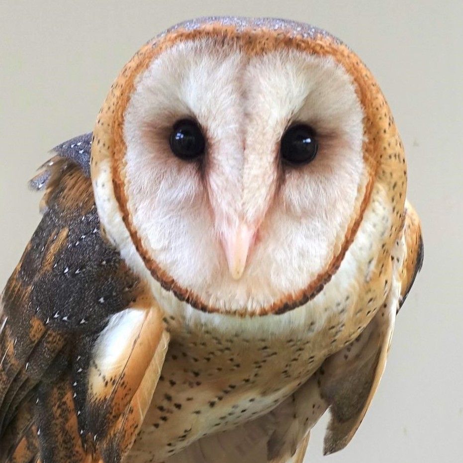 close up of barn owl face, pale cream face with rust-colored ring around it, dark feathers on back.