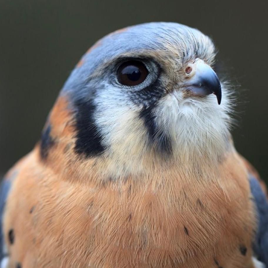 close of of kestrel face, rust breast, white throat, dark gray head